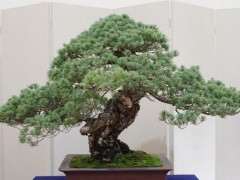 五针松下山桩长得太大怎么办 图片