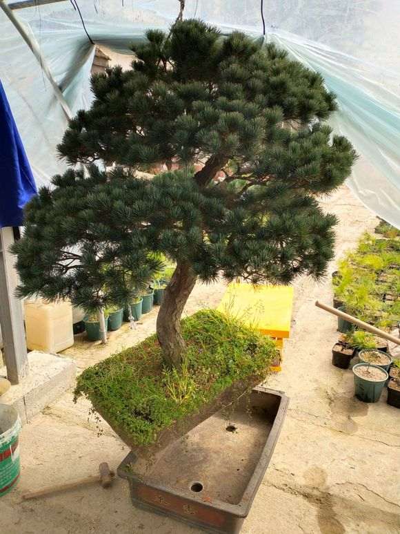 五针松下山桩怎么换盆的方法 图片