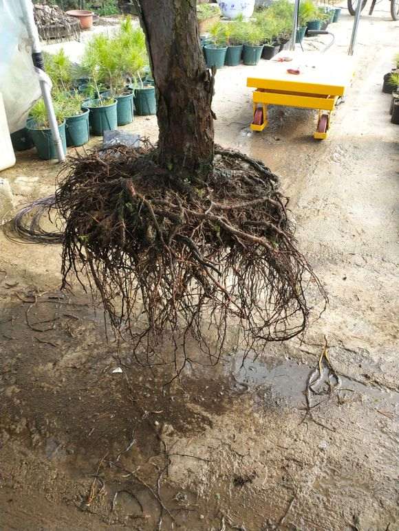 五针松下山桩怎么换盆的方法 图片