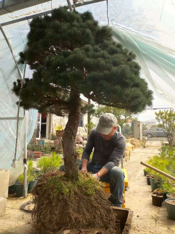 五针松下山桩怎么换盆的方法 图片