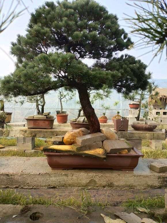 五针松下山桩怎么换盆的方法 图片