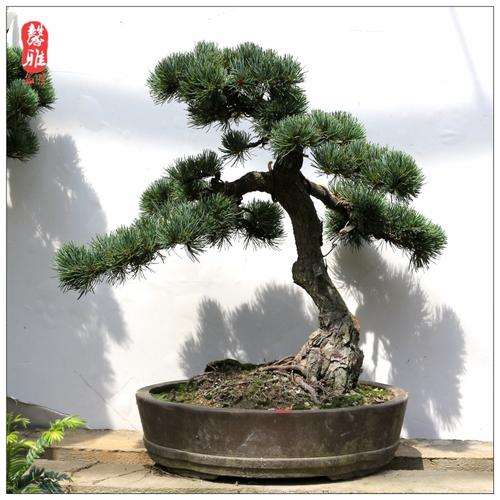 为什么五针松下山桩一年四季都室外养护