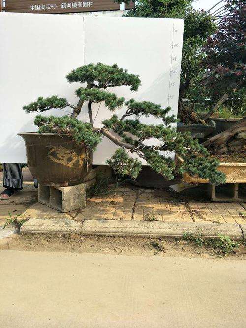 为什么五针松下山桩一年四季都室外养护