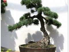 为什么五针松下山桩一年四季都室外养护