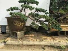 五针松下山桩怎么配土最好 图片