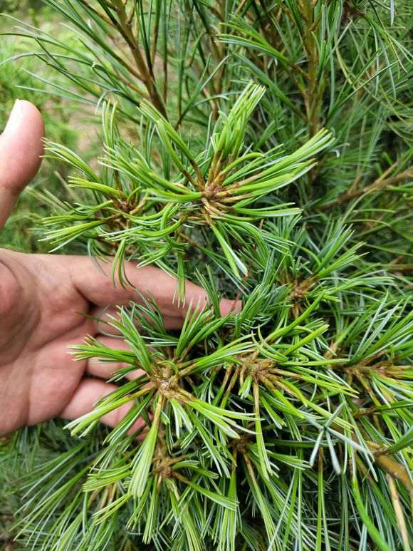 为什么五针松下山桩叶子比别的短 图片