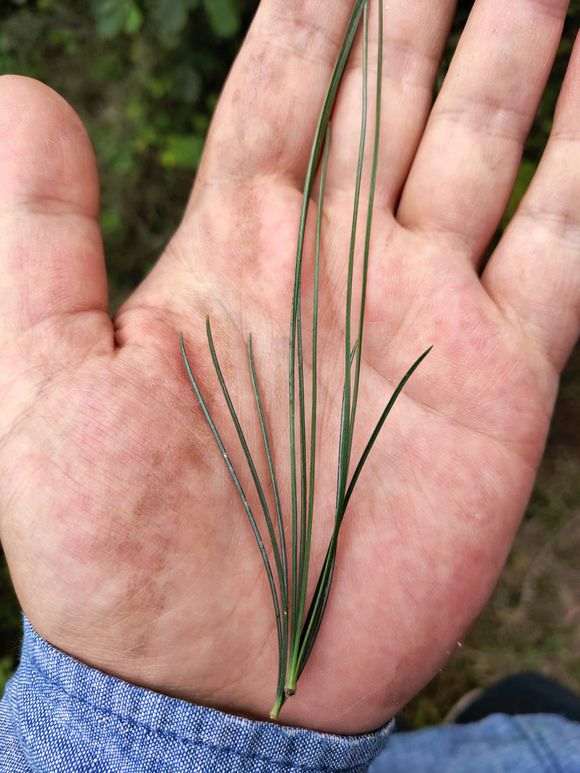 为什么五针松下山桩叶子比别的短 图片