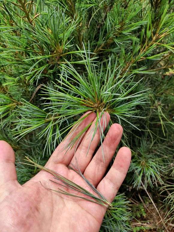 为什么五针松下山桩叶子比别的短 图片