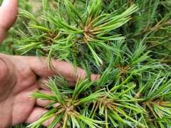 为什么五针松下山桩叶子比别的短 图片