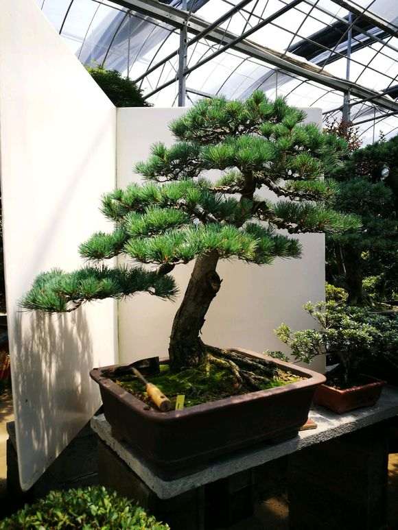 五针松下山桩种在大棚里也可以吗 图片