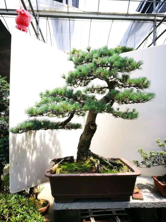 五针松下山桩种在大棚里也可以吗 图片