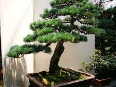 五针松下山桩种在大棚里也可以吗 图片