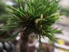 我的明星五针松下山桩是不是变异了 图片