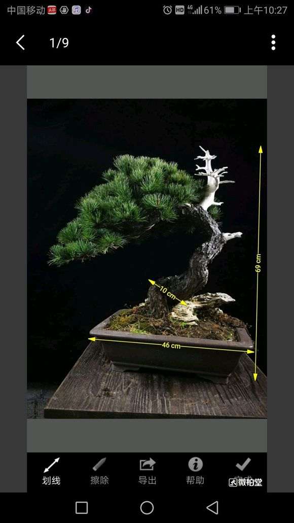 北京可以养活五针松下山桩吗 图片