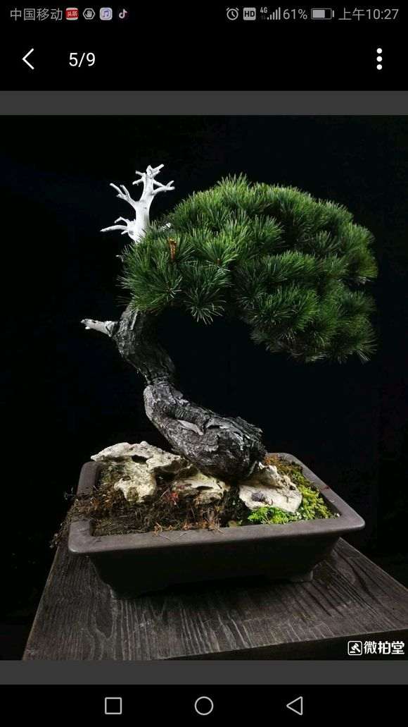 北京可以养活五针松下山桩吗 图片