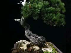 北京可以养活五针松下山桩吗 图片