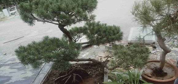 五针松下山桩的枝渐渐枯萎是怎么回事