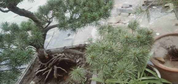 五针松下山桩的枝渐渐枯萎是怎么回事