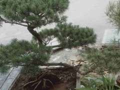 五针松下山桩的枝渐渐枯萎是怎么回事