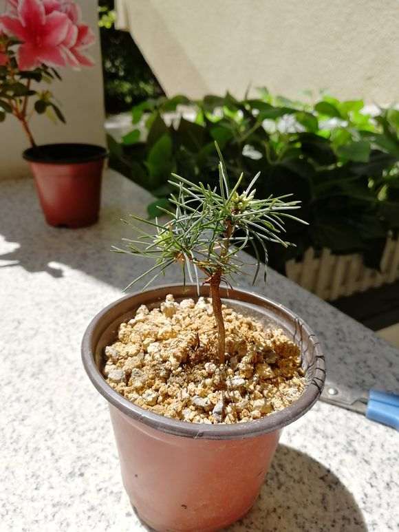 原生三年五针松下山桩 怎么样 图片