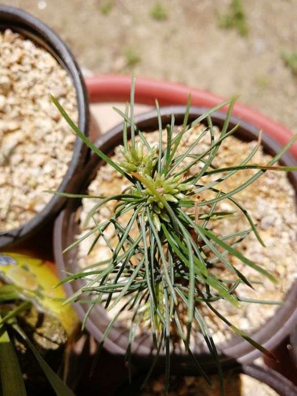 原生三年五针松下山桩 怎么样 图片