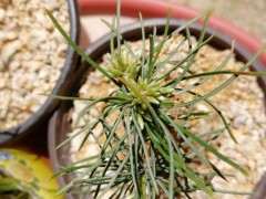 原生三年五针松下山桩 可以吗 图片