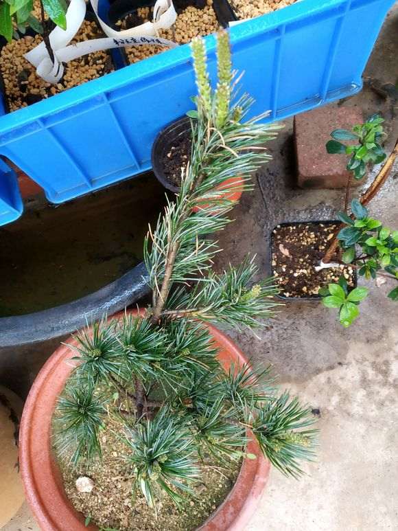 用什么土栽五针松下山桩最好 图片