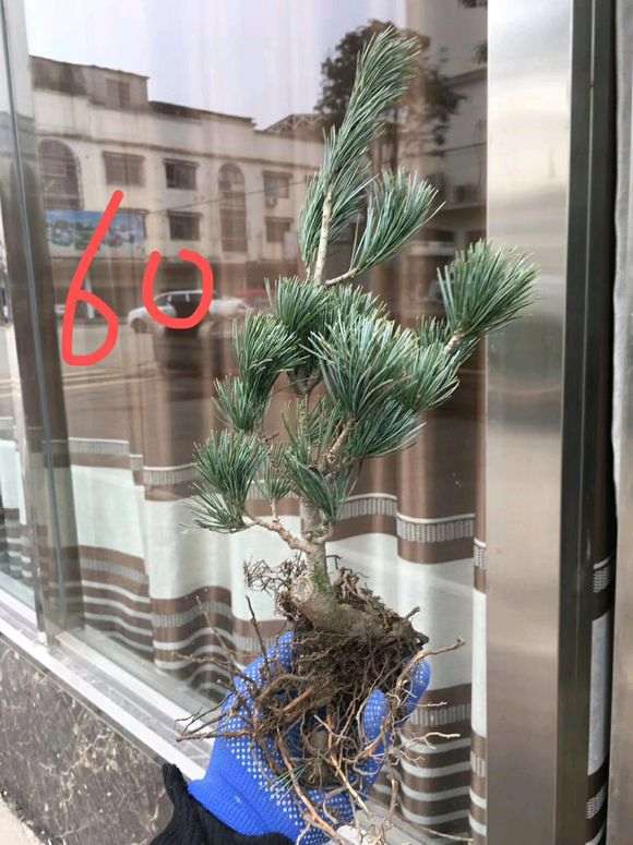 用什么土栽五针松下山桩最好 图片