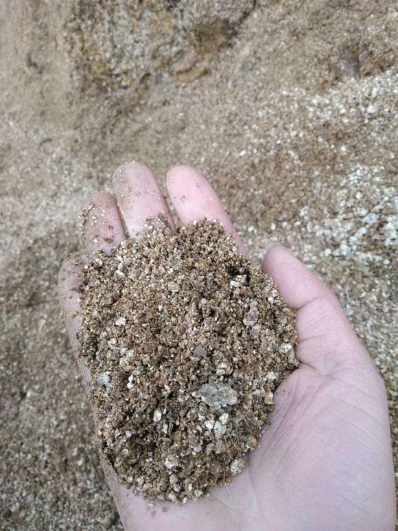 用什么土栽五针松下山桩最好 图片