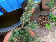 用什么土栽五针松下山桩最好 图片