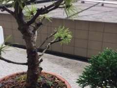 五针松下山桩怎么预防失枝的方法 图片