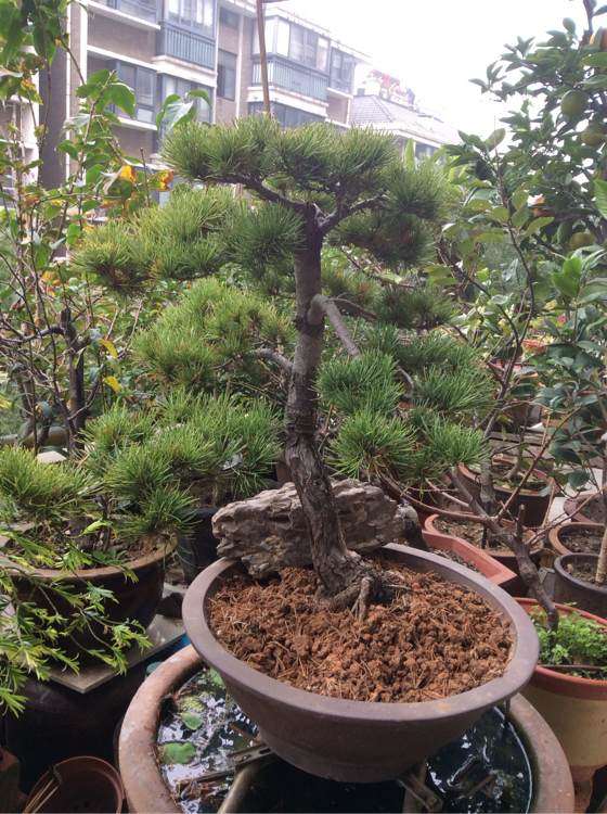 为什么五针松下山桩要改善通风光照 适当扣水