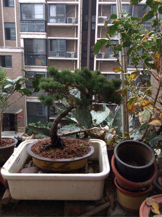 为什么五针松下山桩要改善通风光照 适当扣水