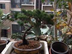 为什么五针松下山桩要改善通风光照 适当扣水