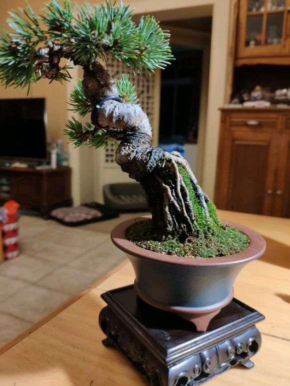 这棵那须娘了五针松下山桩 对版吗 图片