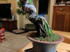 这棵那须娘了五针松下山桩 对版吗 图片