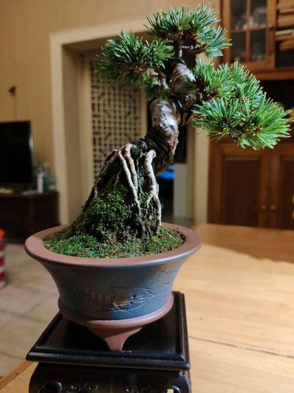 明星五针松下山桩和瑞祥五针松 有什么区别