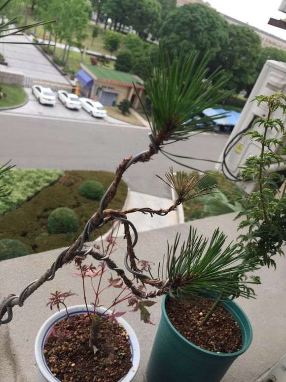 明星五针松下山桩和瑞祥五针松 有什么区别