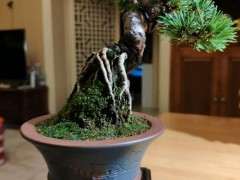 明星五针松下山桩和瑞祥五针松 有什么区别