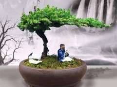 封闭阳台怎么养护松树下山桩的方法 图片