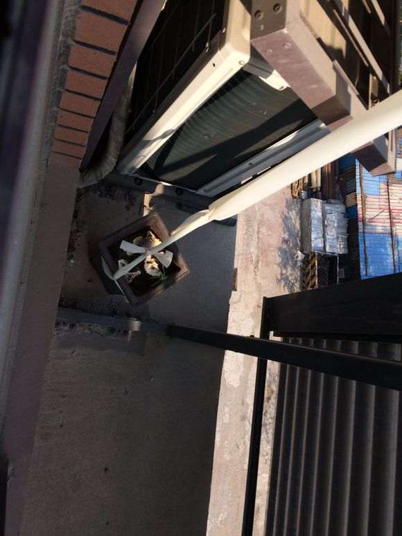 为什么冬季室内部可以养五针松下山桩