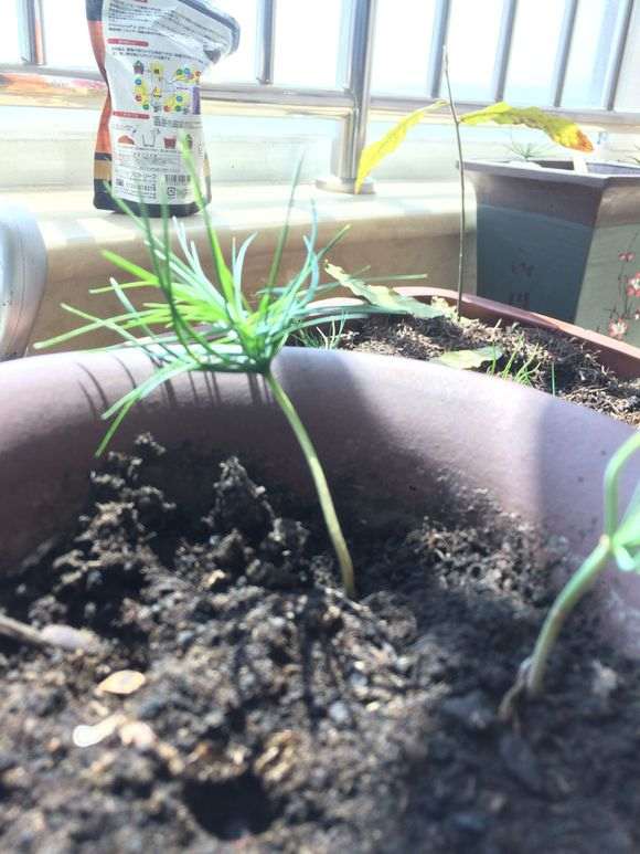 为什么冬季室内部可以养五针松下山桩