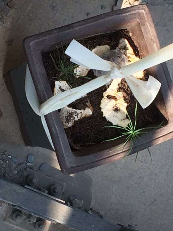 为什么冬季室内部可以养五针松下山桩