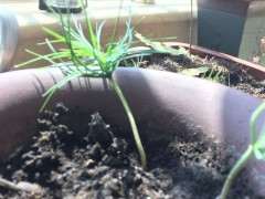 为什么冬季室内部可以养五针松下山桩