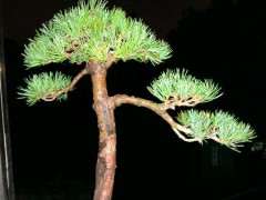 为什么华山松下山桩才发芽 图片