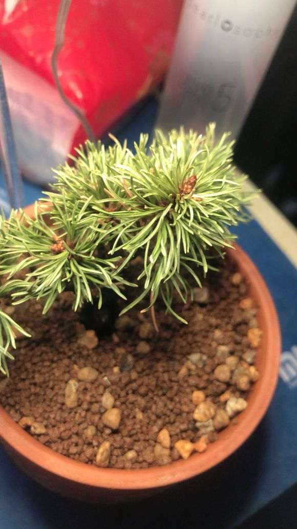 为什么明星五针松下山桩好难养 图片