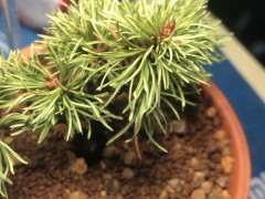 为什么明星五针松下山桩好难养 图片