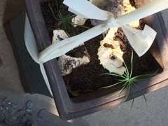 五针松下山桩的针都干成这样了 已经死了