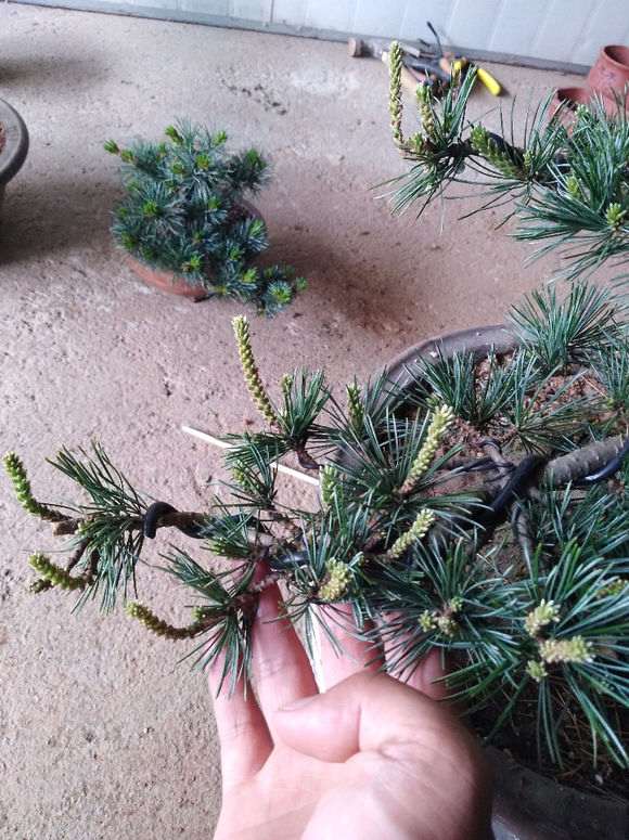 五针松下山桩发芽后 怎么处理 图片