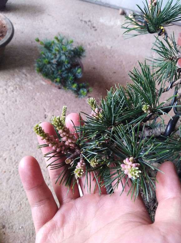 五针松下山桩发芽后 怎么处理 图片